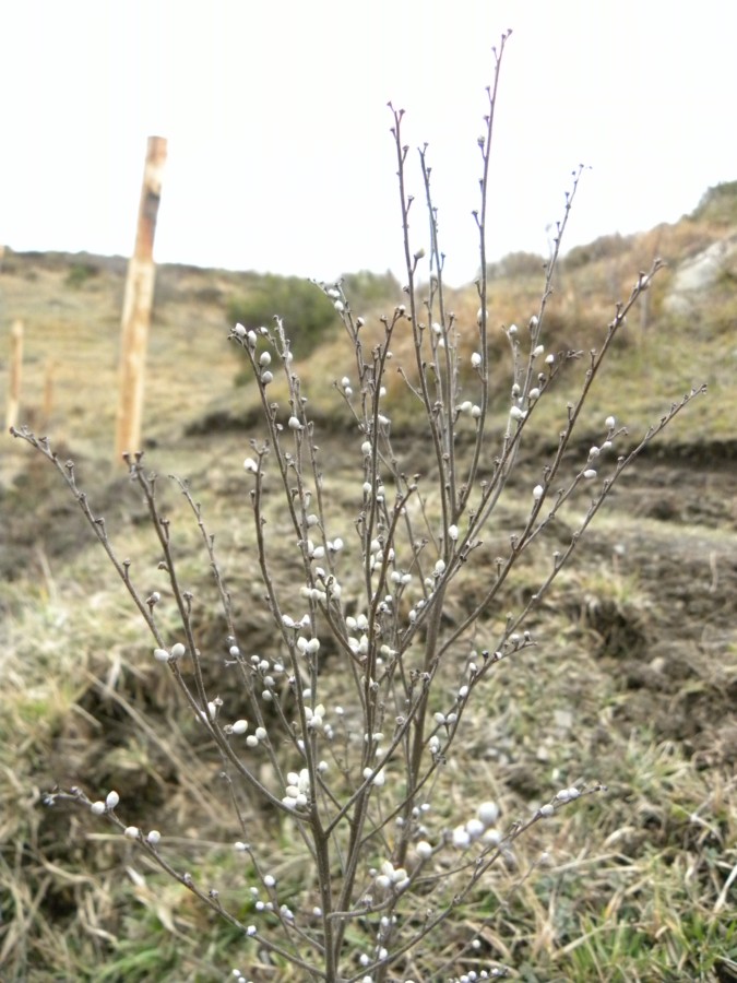 Lithospermum officinale / Erba perla maggiore